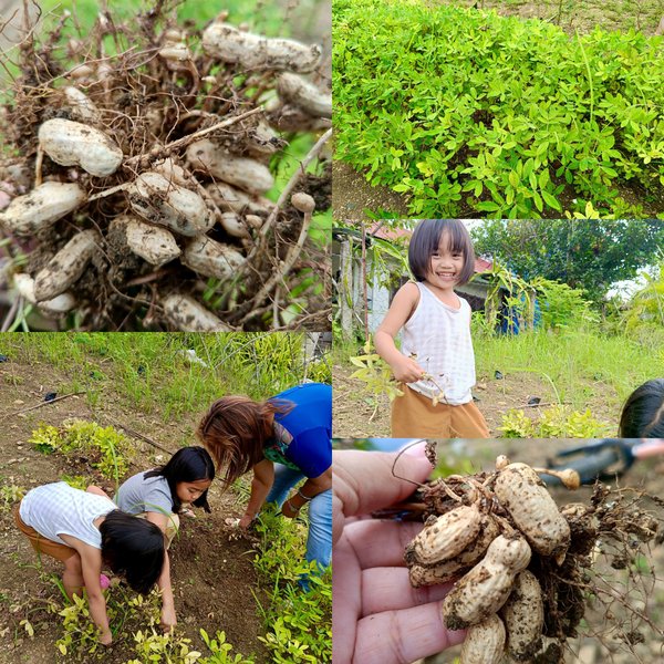 A Little Trial-and-Error Peanut Edition! 🥜🌱😀