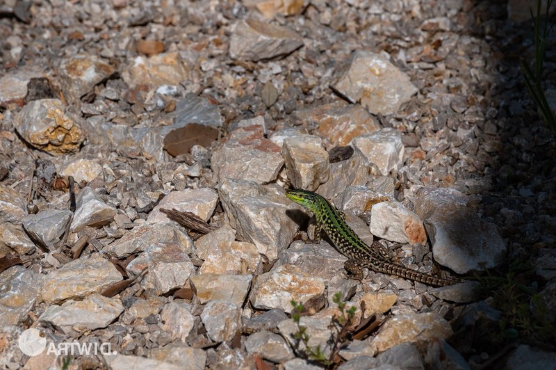 Italian Wall Lizard