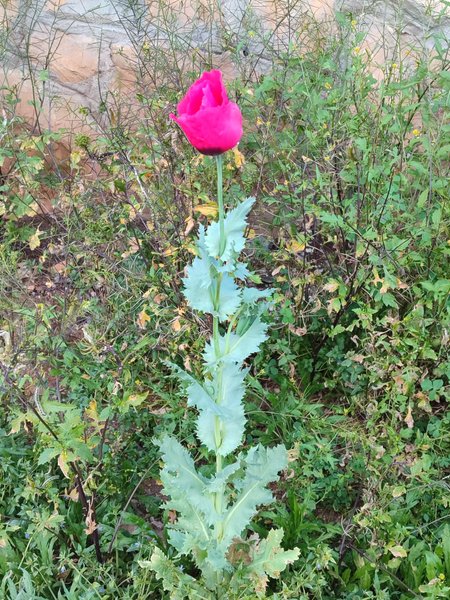 BEAUTIFUL FLOWERS I HAVE SEEN RECENTLY / BELLISSIMI FIORI CHE HO VISTO ULTIMAMENTE