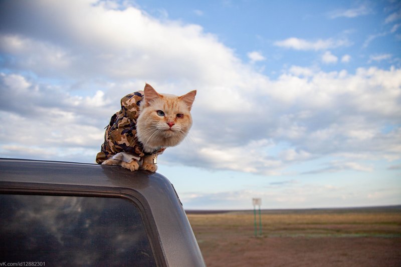 Cat Miracle