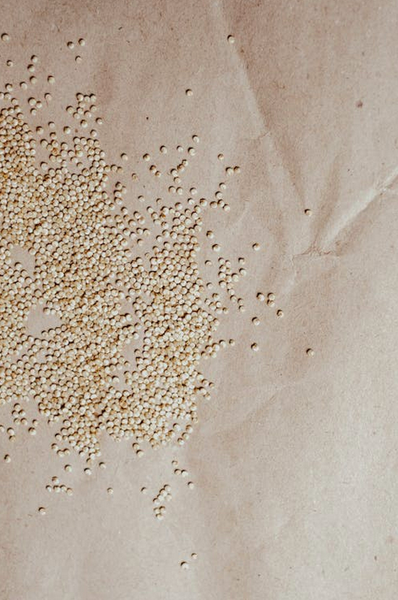Kräuterkunde: Quinoa - Chenopodium quinoa