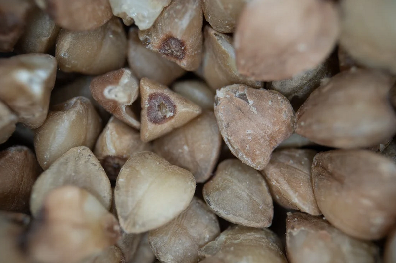 Kräuterkunde: Echter Buchweizen - Fagopyrum esculentum Moench