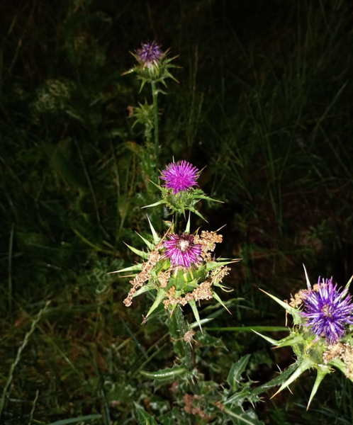 Kräuterkunde: Mariendistel - Silybum marianum
