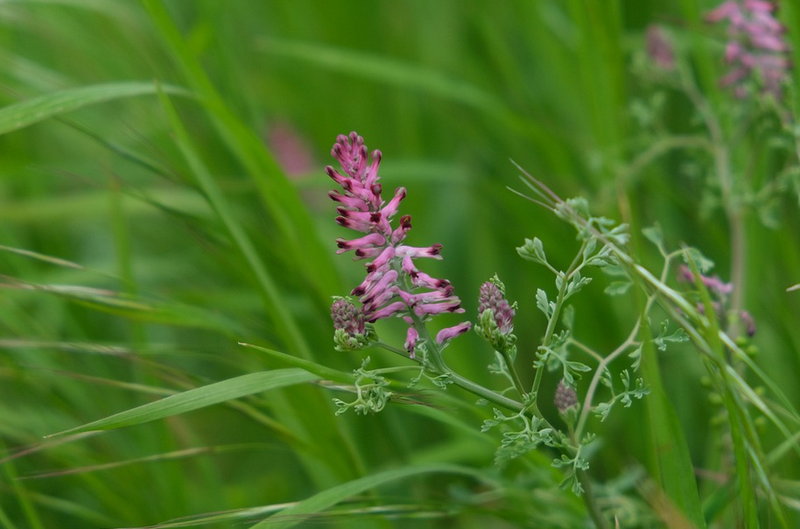 Kräuterkunde: Echter Erdrauch - Fumaria officinalis