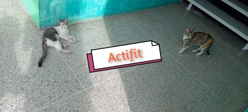 The cats under the stairs /My Actifit Report Card: May 17 2025[Eng-Spn] 
