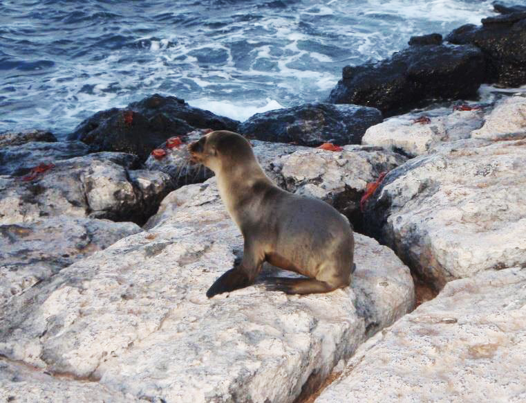 Seelöwe auf Galapagos (Test Intro)