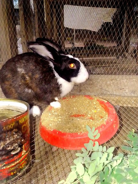 EXCITING FACTS ABOUT RABBITS.