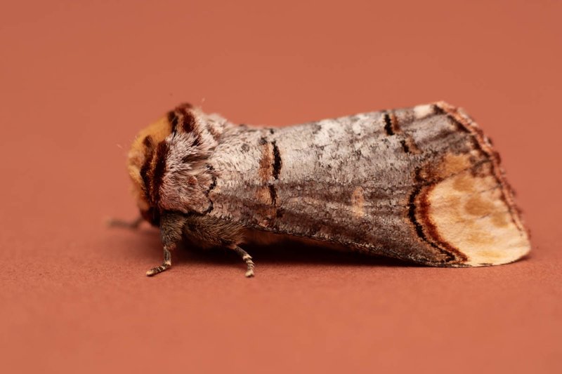 Moth Trap - 3rd May 2025 (an improvement in numbers)