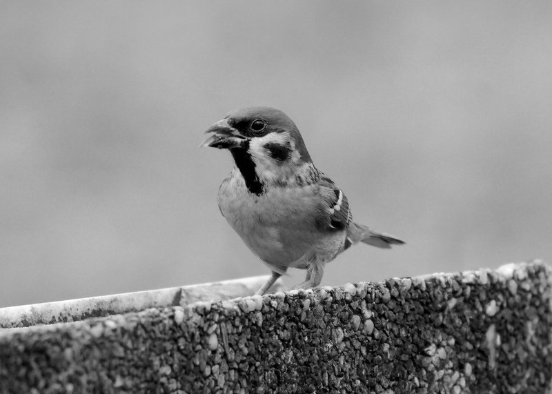 monomad eurasian tree sparrow