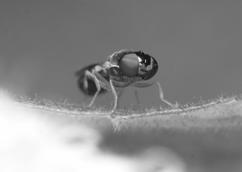 monomad insects macro #051425