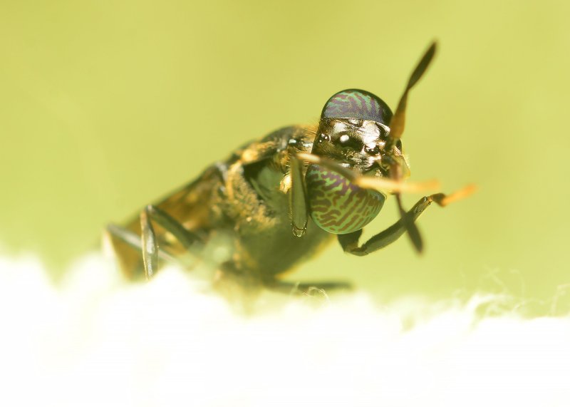 soldier flies macro