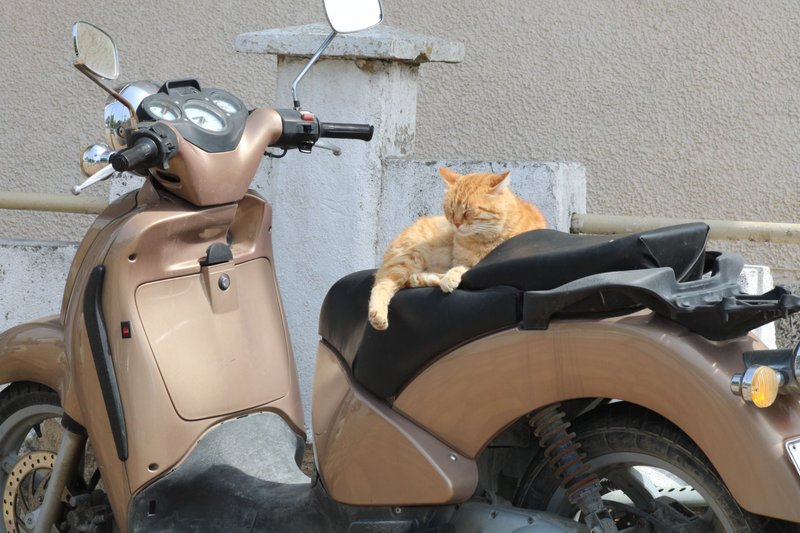 ~Cat on board~