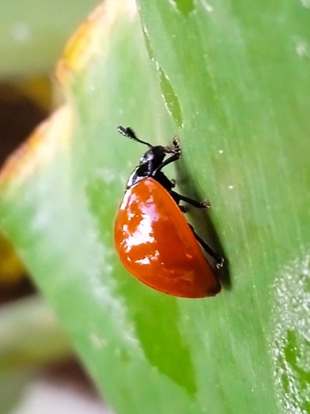 [En-Es] Tritoma sanguinipennis 