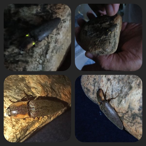 [En-Es] Pyrophorus punctatissimus