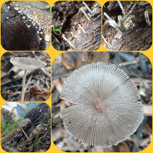 [En-Es] Like fingers and umbrellas