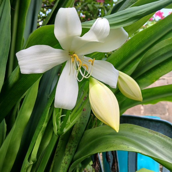 My entry to the Phone Photography Contest #60. [En-Es] A different Mother's Day