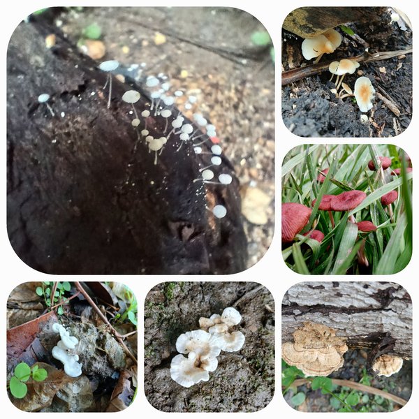 [En-Es] Mushrooms everywhere