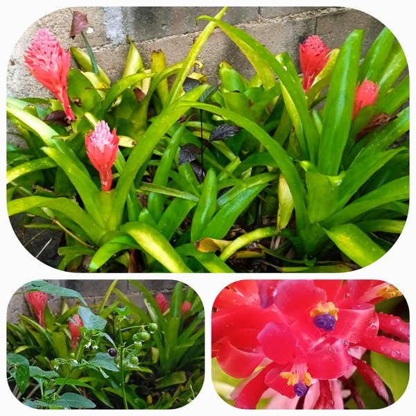My entry to the Phone Photography Contest #63 [En-Es] The bromeliad