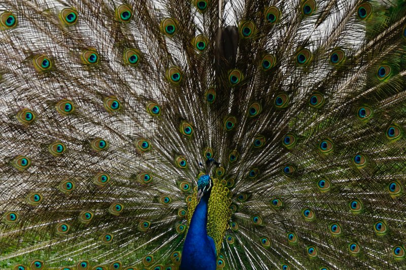The Splendour of the Peacock