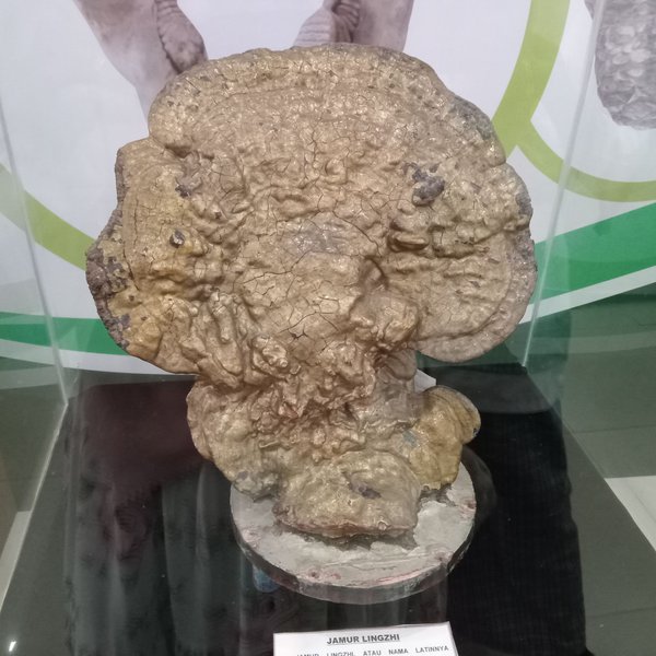Jamur Lingzhi 