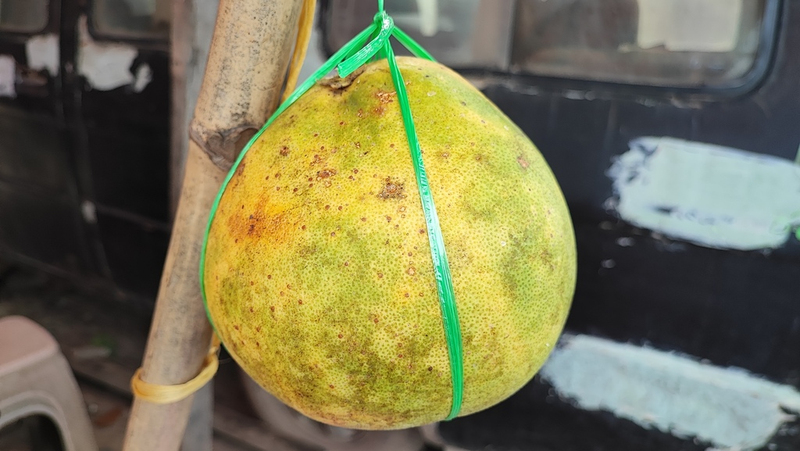 Genus Citrus