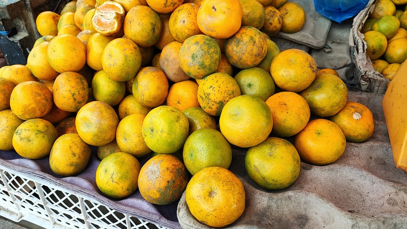 Citrus × aurantium