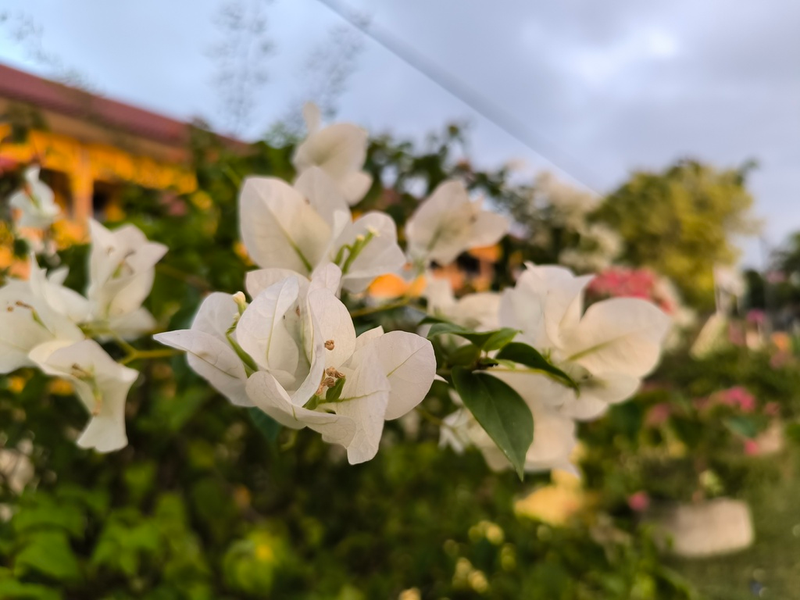 Genus Bougainvillea