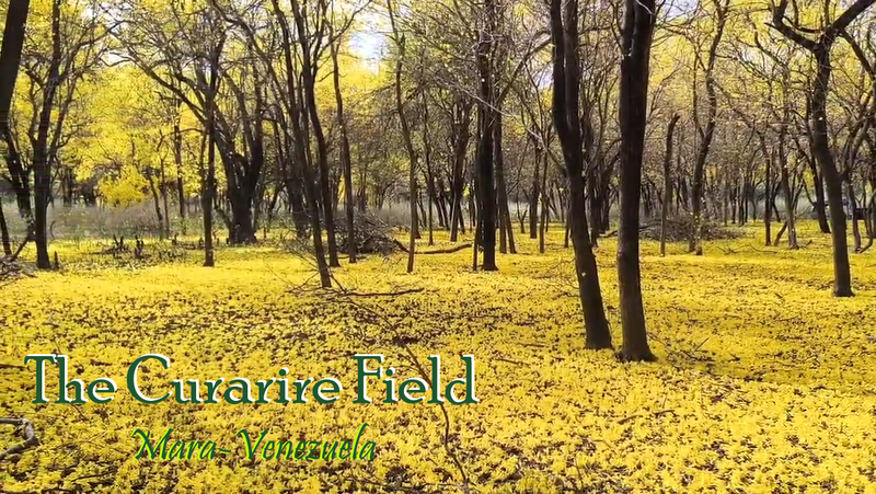 The Sacred Field of Curarire -The Cemetery of Dubaldo Boscán- In Mara, Venezuela (EN/SP)