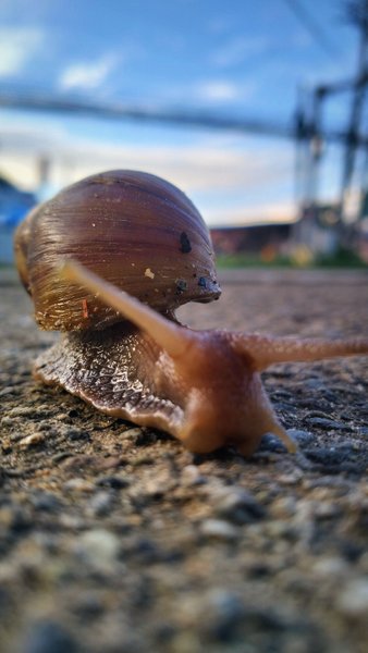 Nature's Tiny Marvels: Meet 'Turbo' - A Charming Snail on My Morning Stroll!
