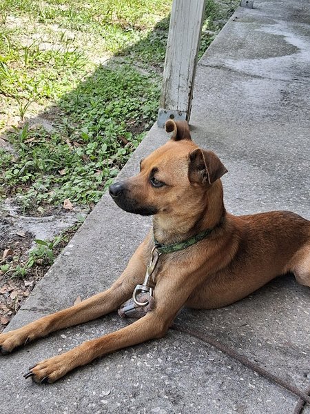 Gardens, Crypto, and a Very Majestic Pup