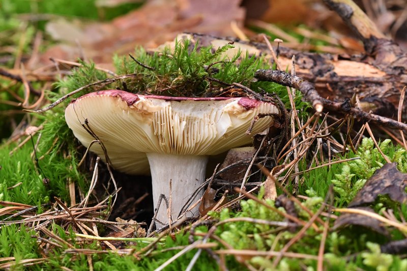 Any spring mushrooms?