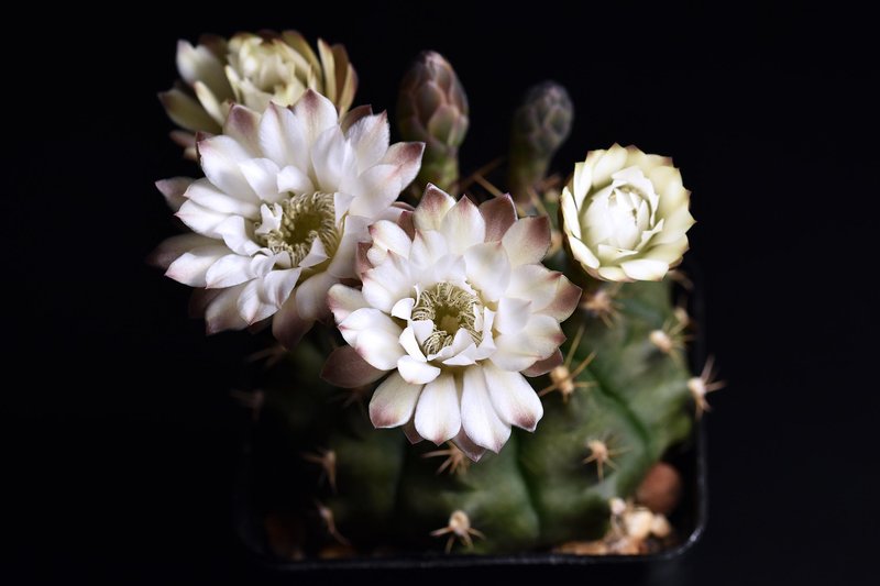 The return of a white Gumnocalycium