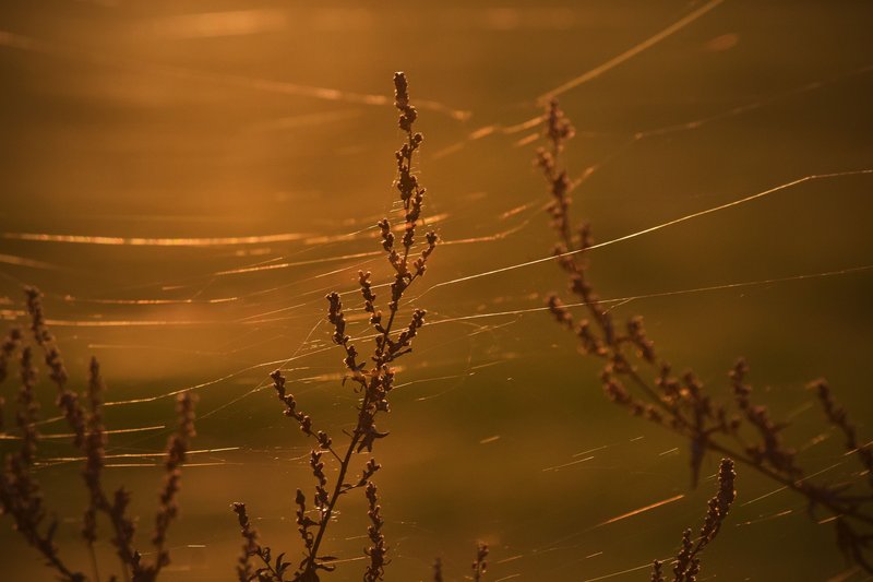 The webs