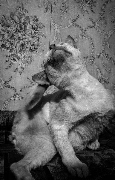 Monomad: My cat's expression when photographed 