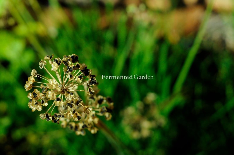 Even my Garden is Feeling the Effects of the Lack of My Engagement | A Philosophical HiveGarden Journal