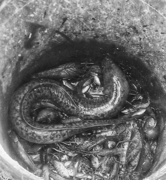 My Black and White Photography Challenge Entry # 481