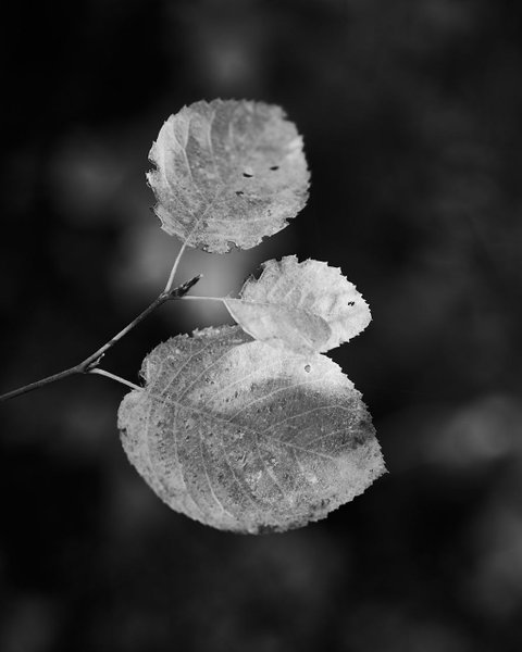 Nature from spring to autumn