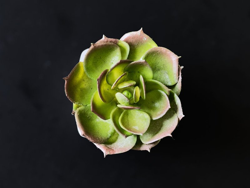 Various plants in pots