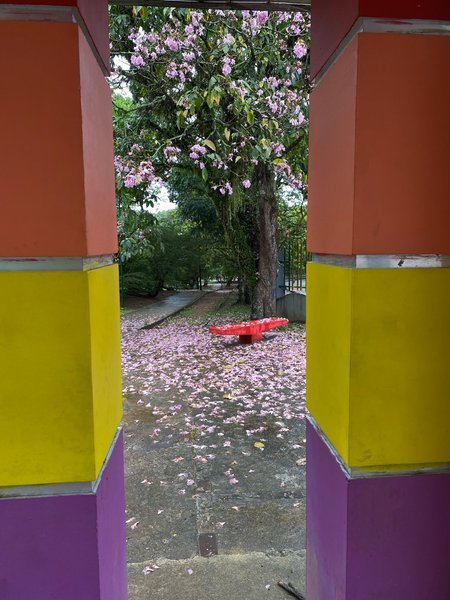 EN-ES 🌸🌸 | A temporary pink garden 🌸🌸 |Un jardin rosado temporal 🌸🌸