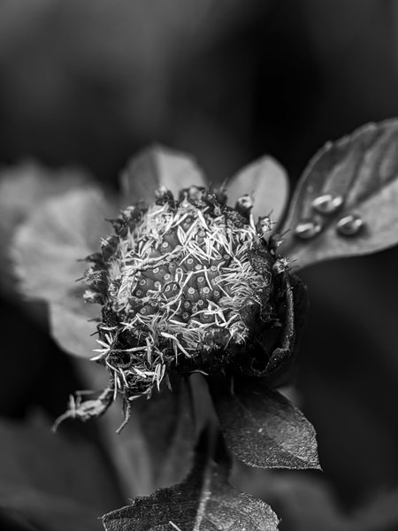 Monomad: details of the nature of one of the herbal plants 'larkdaisy'