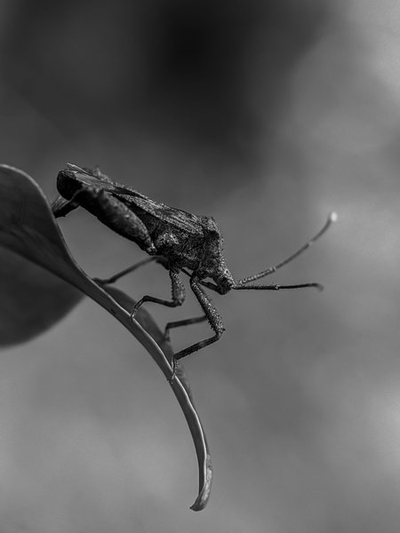 Monomad: the charming leaf-footed bug and one of the enchanting little hairy caterpillars