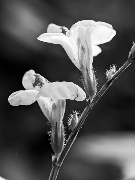 Monomad: detailing nature with its beauty