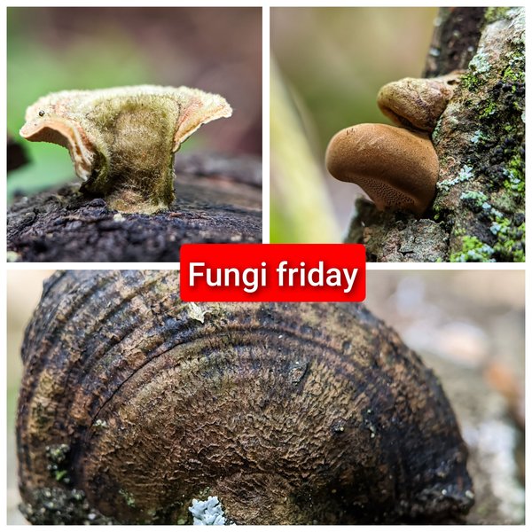Fungi Friday: three species of mushrooms that I found look very fascinating.