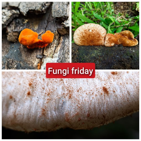 Fungi Friday: two very beautiful species of fungi **Pycnoporus** and **Crepidotus mollis**