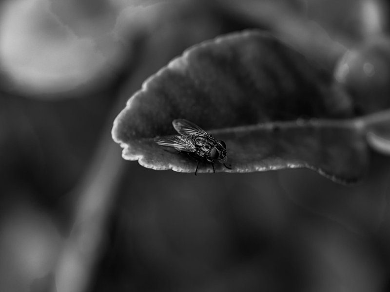 Monomad: one of the species of fly insects that I photographed today looks very elegant.