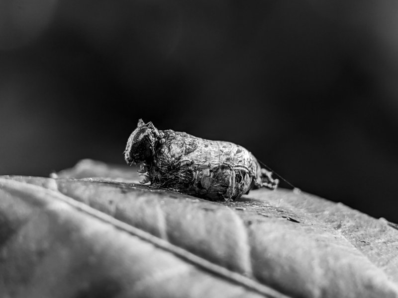 Monomad: a very cute and adorable bagworm