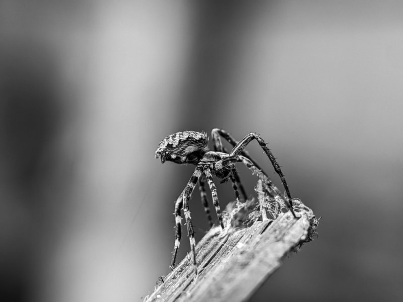 Monomad: don't be afraid, I won't hurt you.