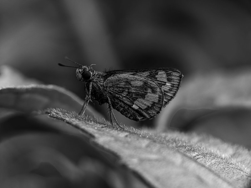 Monomad: two species of skipper butterflies and houseflies both look very impressive