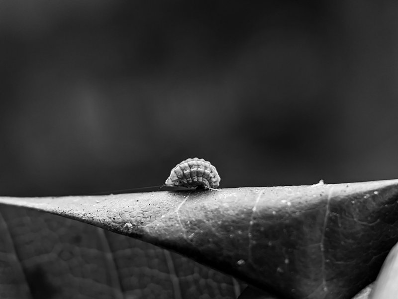 Monomad: even though small, it looks very unique
