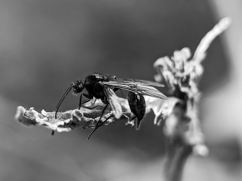 Monomad: the harvesting ant and the snail have two distinct characteristics.